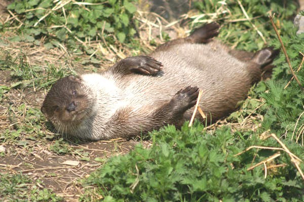 HUNAWIHR - Loutre - Photo Christelle Ladrire